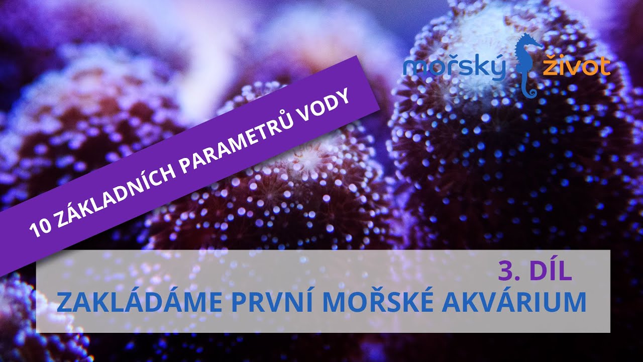 Zakládáme první mořské akvárium 3. dil / 10 parametrů vody, které byste měli znát