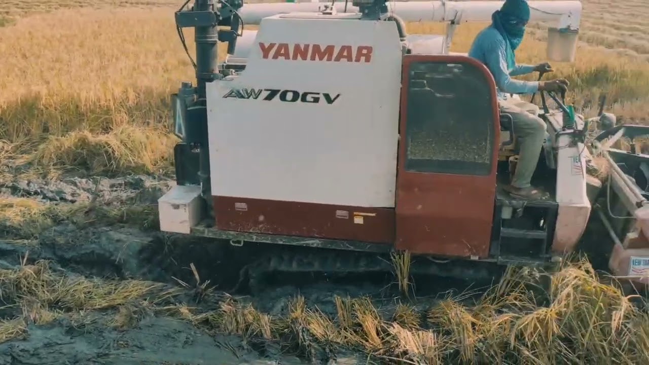 #harvester #shortvideo #subscribe #trending #viralvideo #gam #yanmar #shortvideo #dalip 