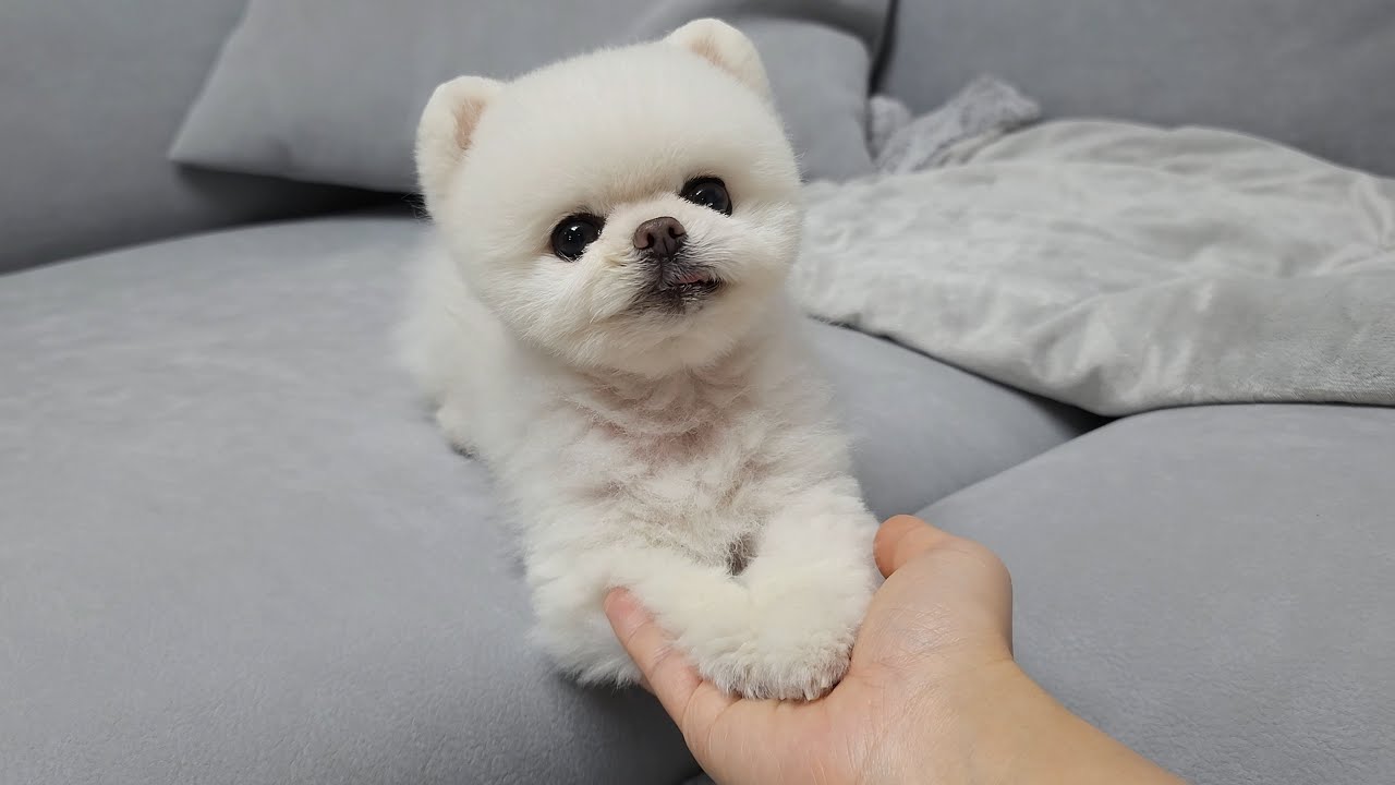 Укусившая случайно хозяйку собака плачет и просит прощения