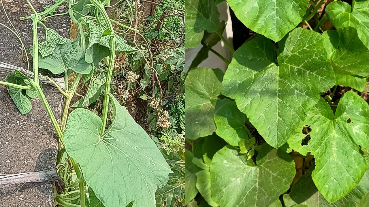 গ্রীষ্মকালীন যে কোন সব্জী গাছে এই জৈব কম্পোষ্ট সার টি দিন।এক সপ্তাহের মধ্যে রেজাল্ট,🙂||