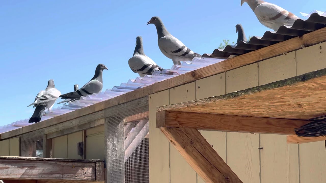 When to let young birds out