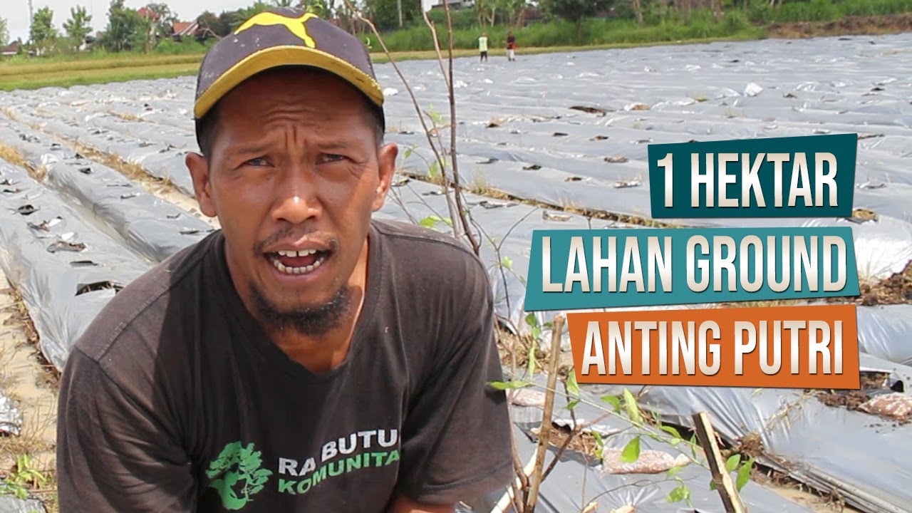 1 Hektar Lahan Ground Bahan Bonsai Anting Putri Milik Mas Nurcholis