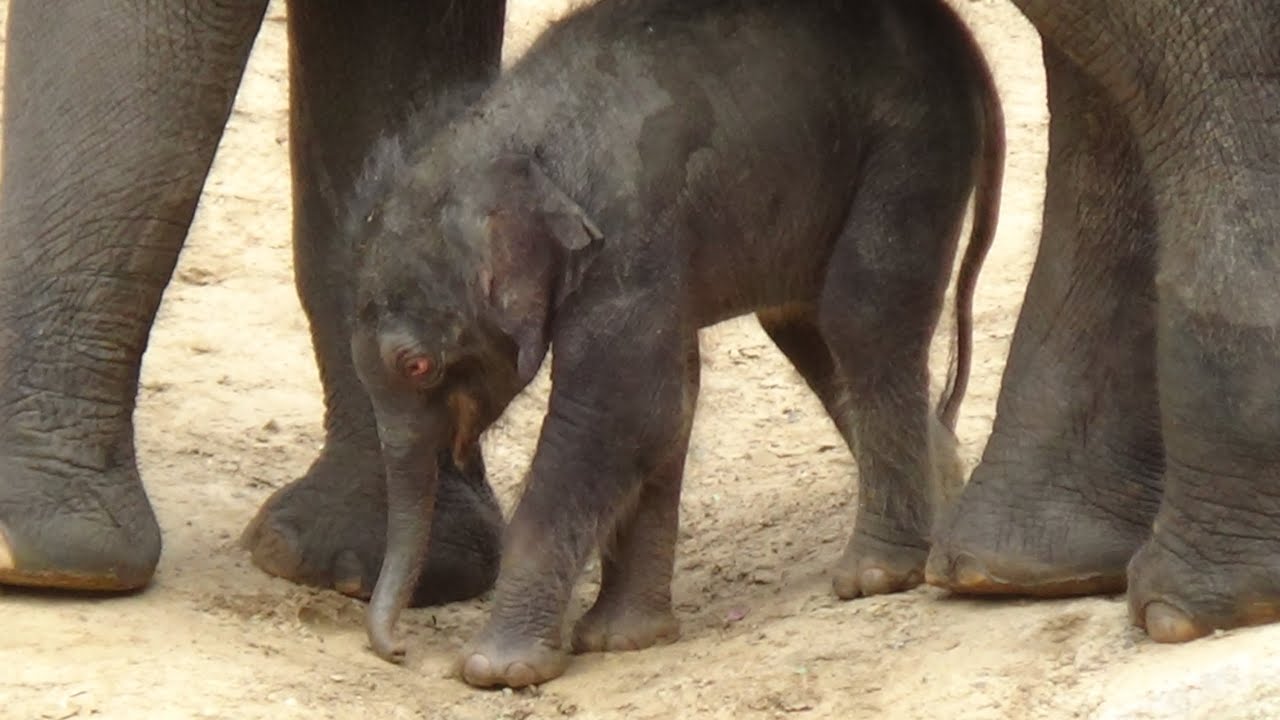 New baby elephant at Melbourne Zoo