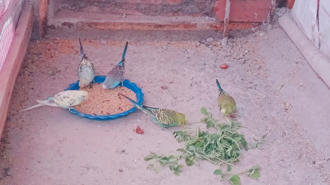 bajri parrot ko vimral kaise de