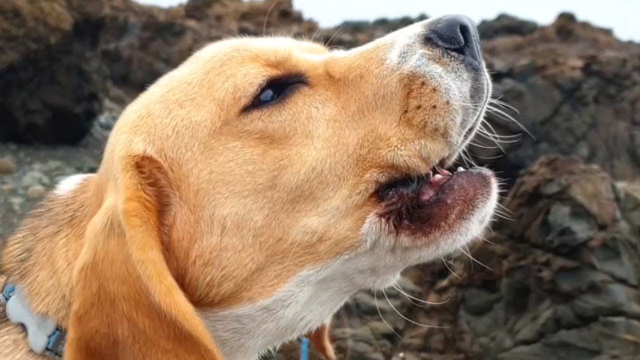 Cute Beagle Barks at the Rocky Shore