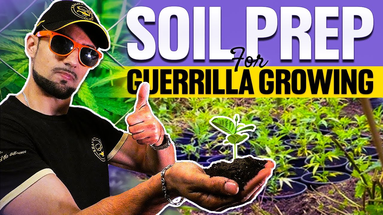 Подготовка органической почвы &mdash; партизанское выращивание с Khalifa Genetics