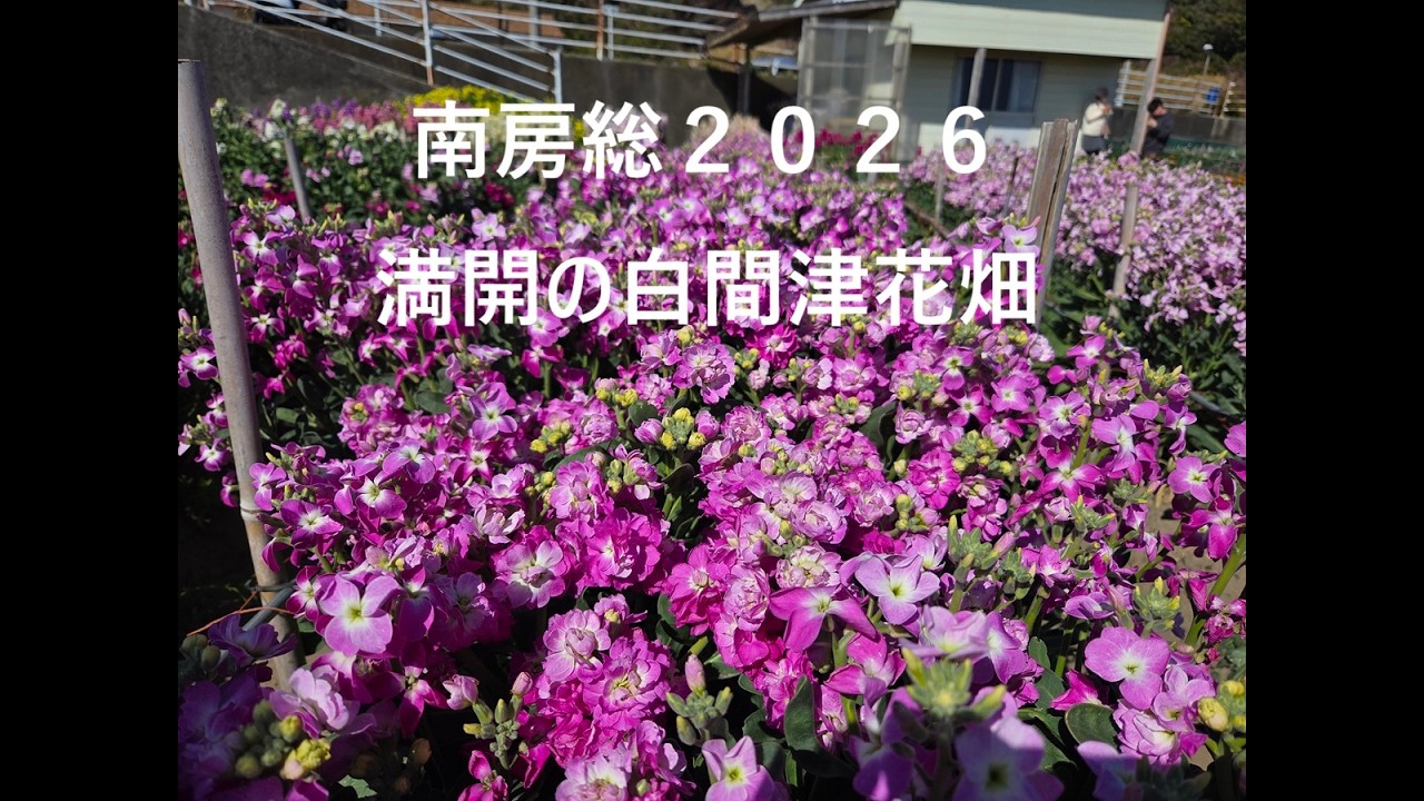 南房総ドライブ２０２６part2 秋風春風