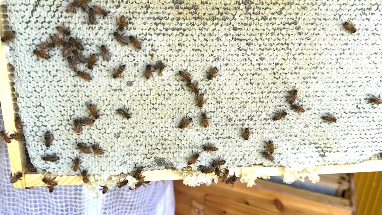 End Of July Hive Maintenance / Removing capped Honey To Make Room For Brood~ how to start beekeeping