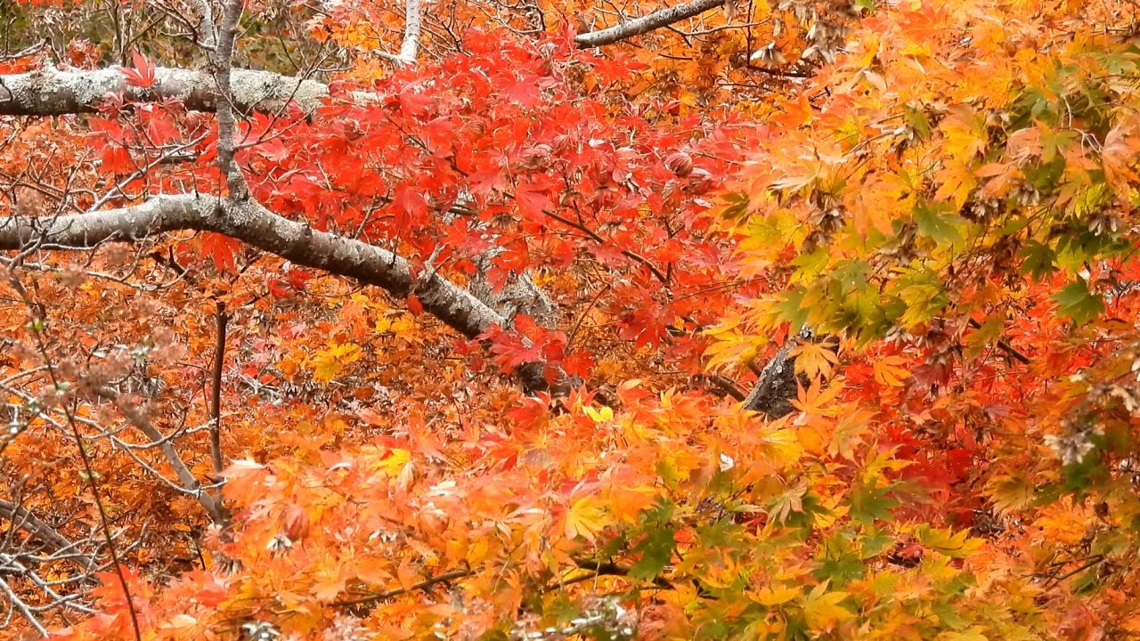 晩秋 (2025) 4K / Late autumn