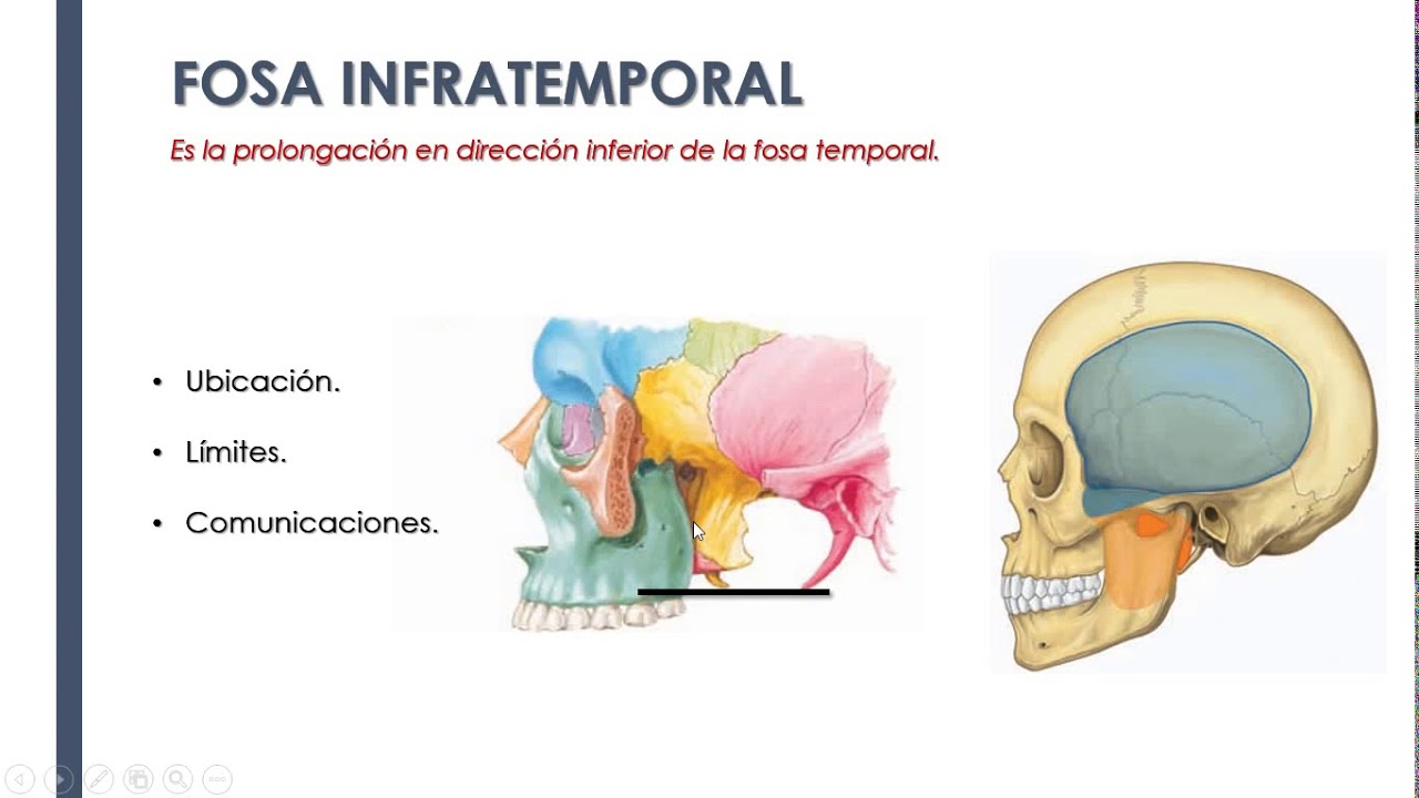 Fosas Temporal, Infratemporal y Pterigopalatina.