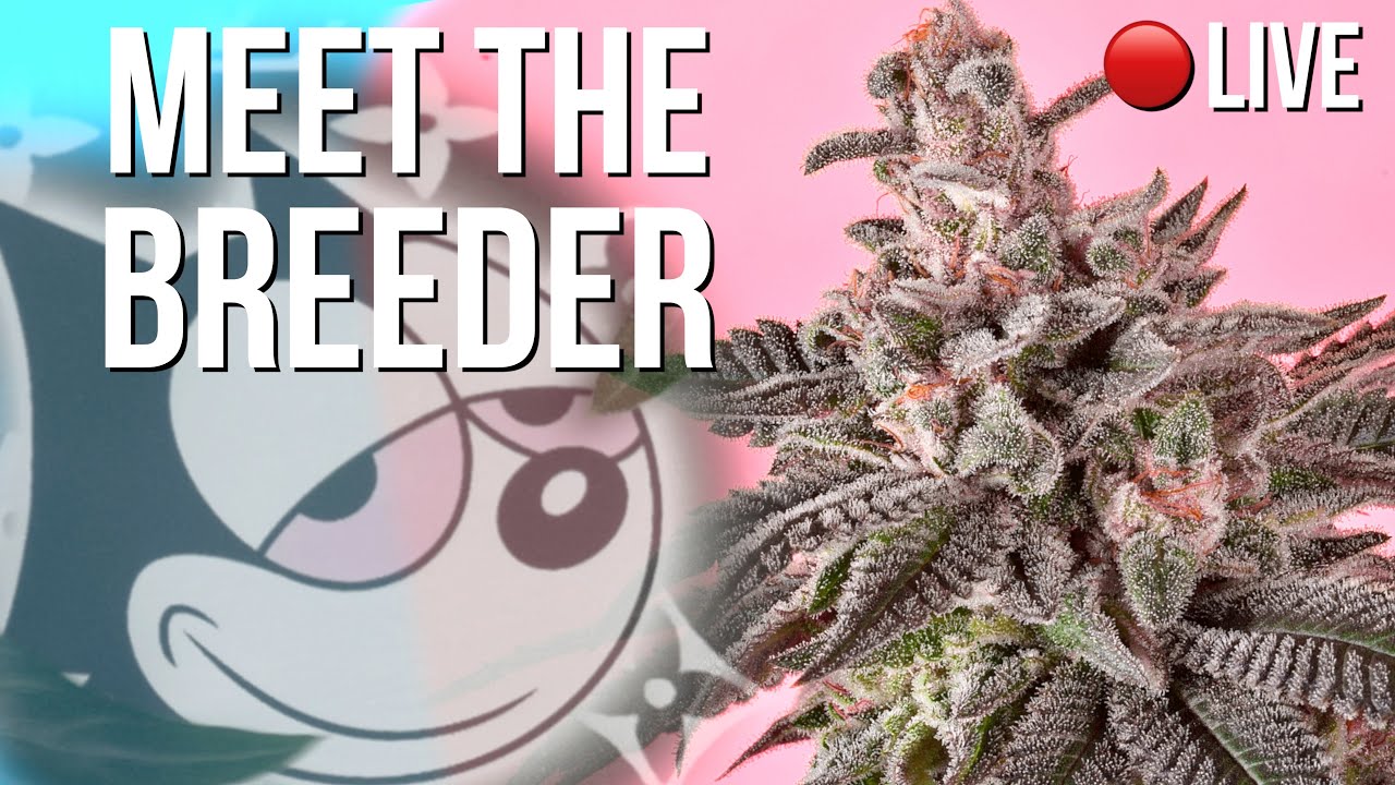 🔴 LIVE Q&A Cannabis Breeding with COPYCAT Genetix