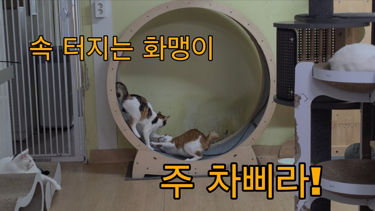 (2026.4.15) 오빠때매 속터지는 화맹이 마 주 차삐라!!