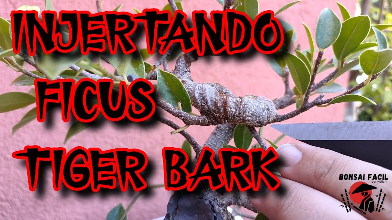Injertando Ficus Tiger bark - Bonsai Facil
