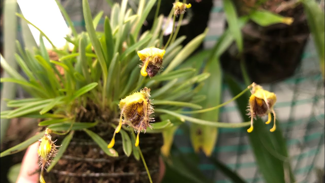 Diodonopsis erinacea / masdevallia erinacea обзор мини-орхидея