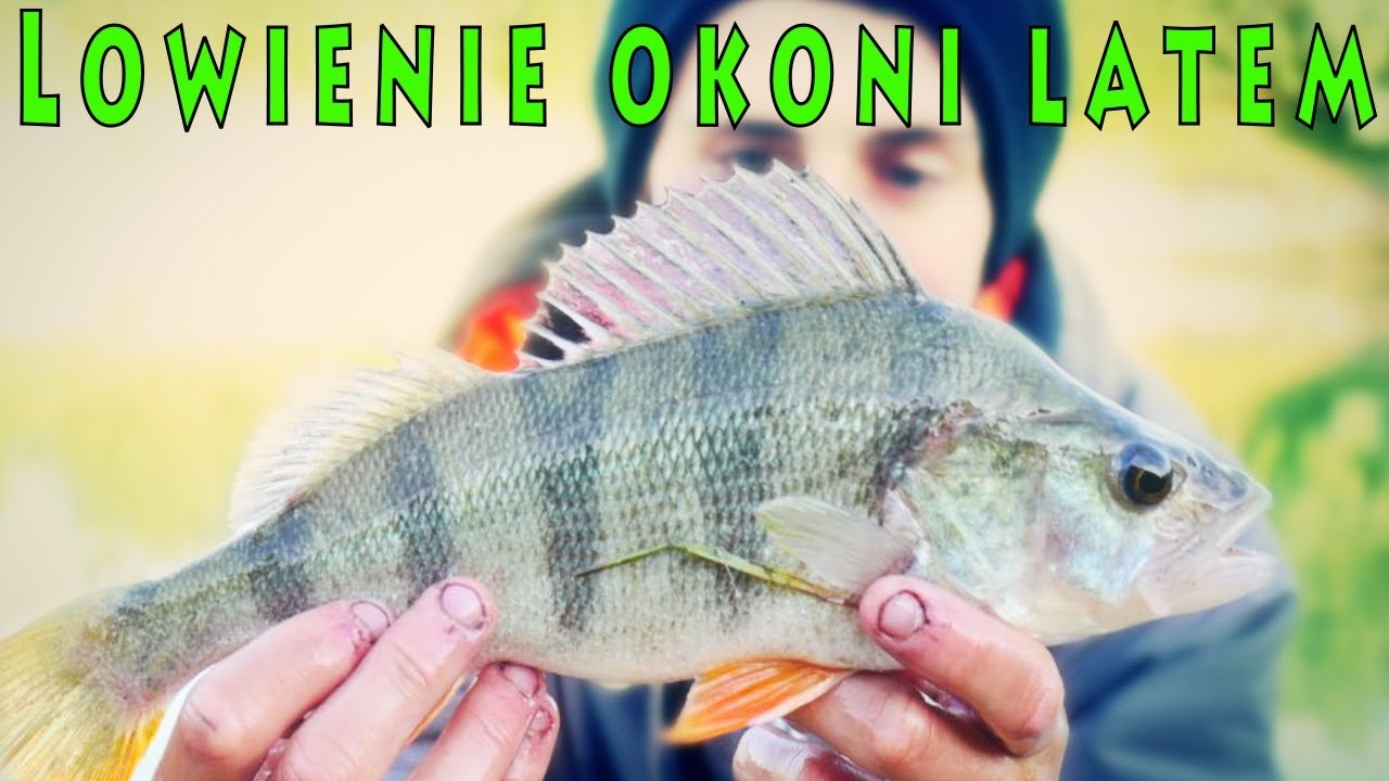 JAK ŁOWIĆ OKONIE LATEM - WIELKI OKOŃ - POWRÓT LEGENDY: STAW OKONIOWY