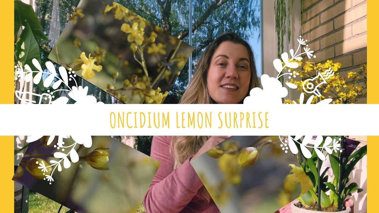 Come si coltiva un oncidium. Cura dell'oncidium Lemon Surprise