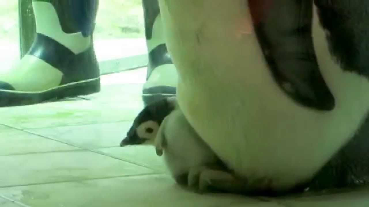 エンペラーペンギンの赤ちゃん（ヒナ）　体重測定＆給餌　Of Emperor penguin baby　アドベンチャーワールド