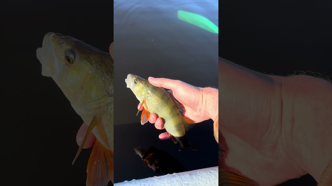 First European Perch | Первый Окушочек  #fishing #рыбалка