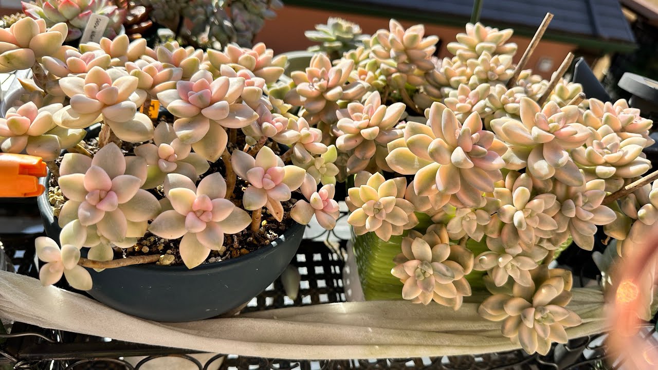 Autumn colors po ng ating mga succulents sa veranda