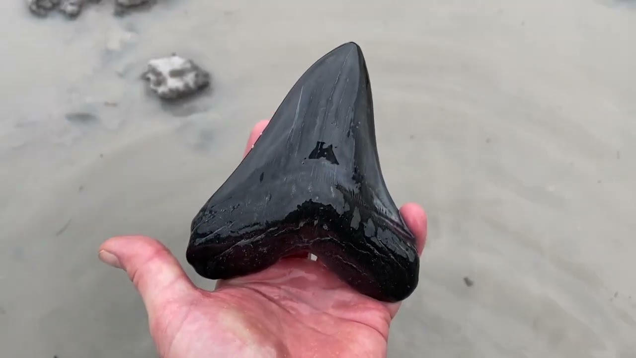 Big Shark Tooth Hunting at its Finest
