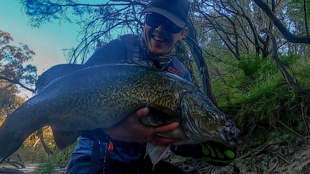 Big Murray Cod on Surface