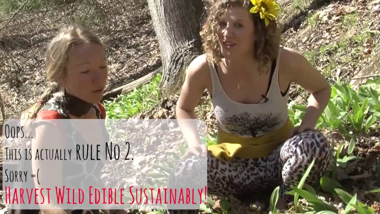 How to Forage for Wild Ramps