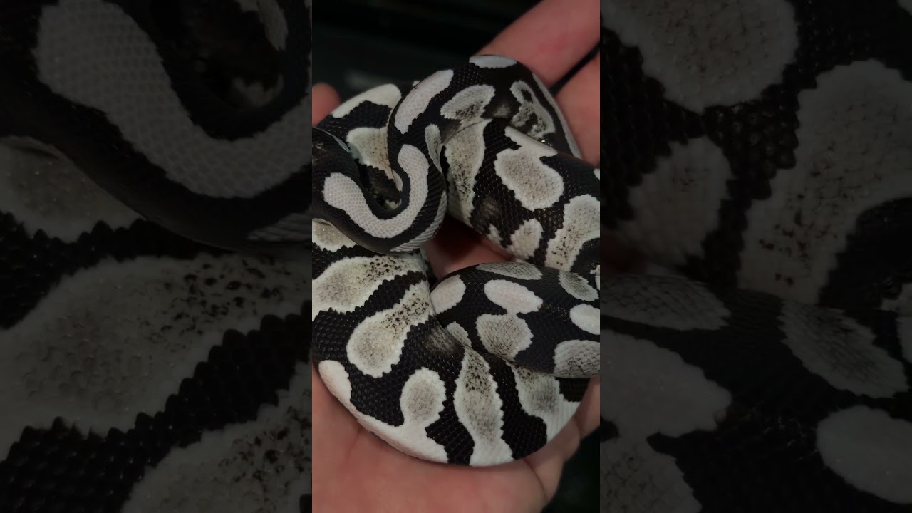 VPI Axanthic!