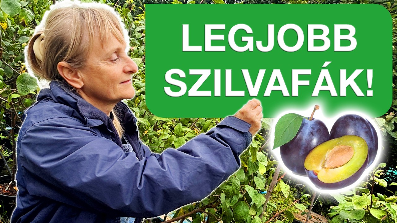 Szilvák, amik tényleg bírják a strapát! 💜🌳 Hogyan válassz vírusálló szilvát?