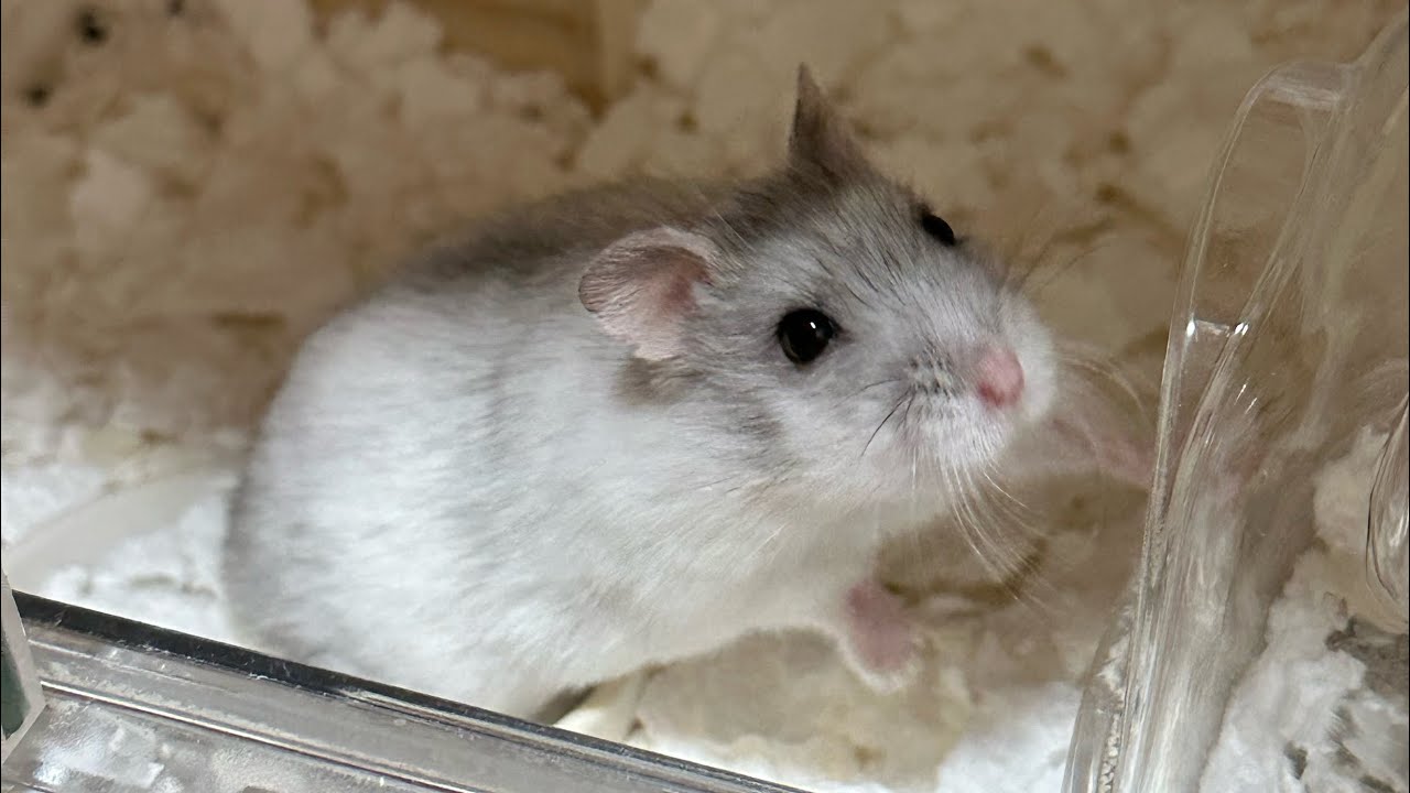 【ハムスター】家族が増えました！！🐹🤍ジャンガリアンの男の子⭐️
