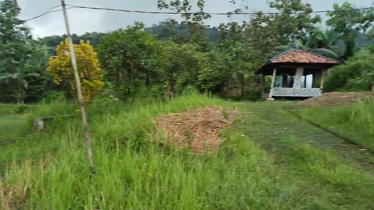 Tanah sawah produktif Luas 1750 m surat sertifikat 