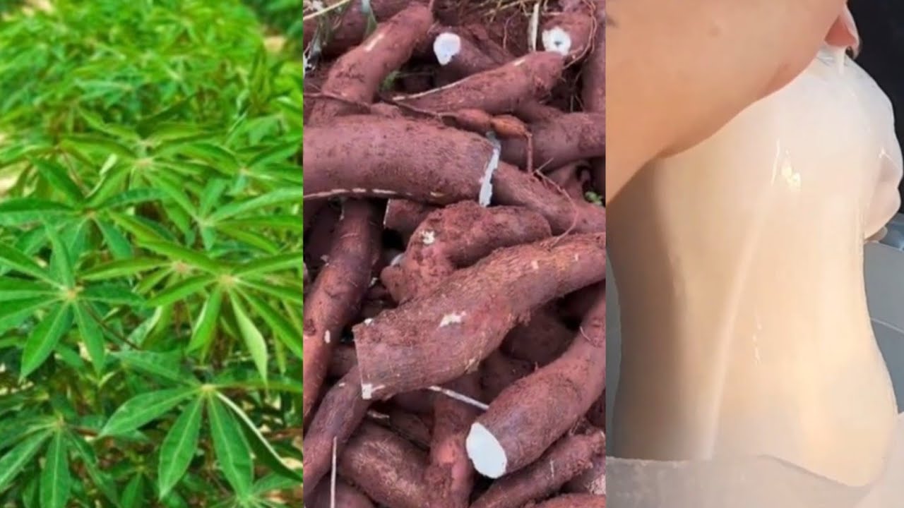 NOVÍSSIMO FERMENTO NATURAL DE MANDIOCA