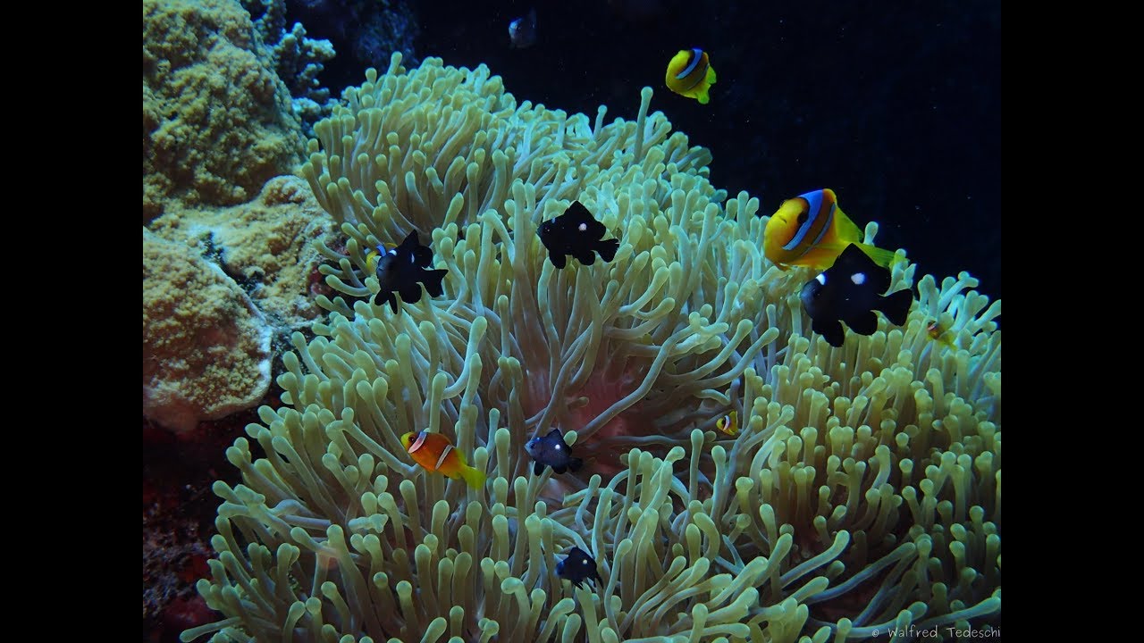 Gorgonia Beach Resort - Marsa Alam -  04.2017