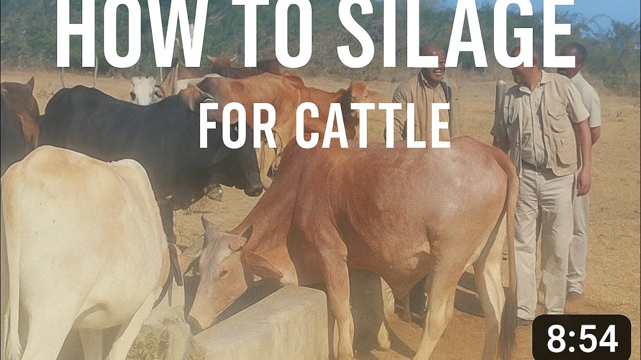 Making Maize Silage// A Lucrative Venture in Rural Zimbabwe During Dry Season