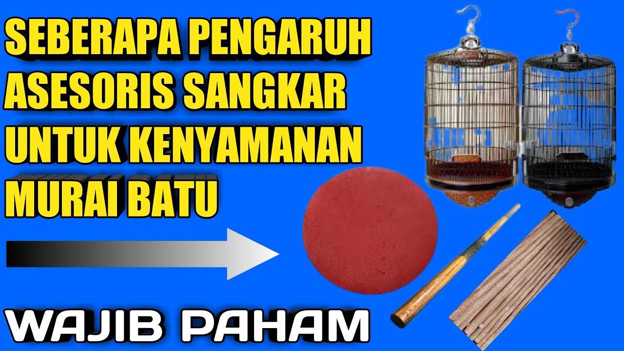 pengaruh sangkar dan tangkringan untuk murai batu