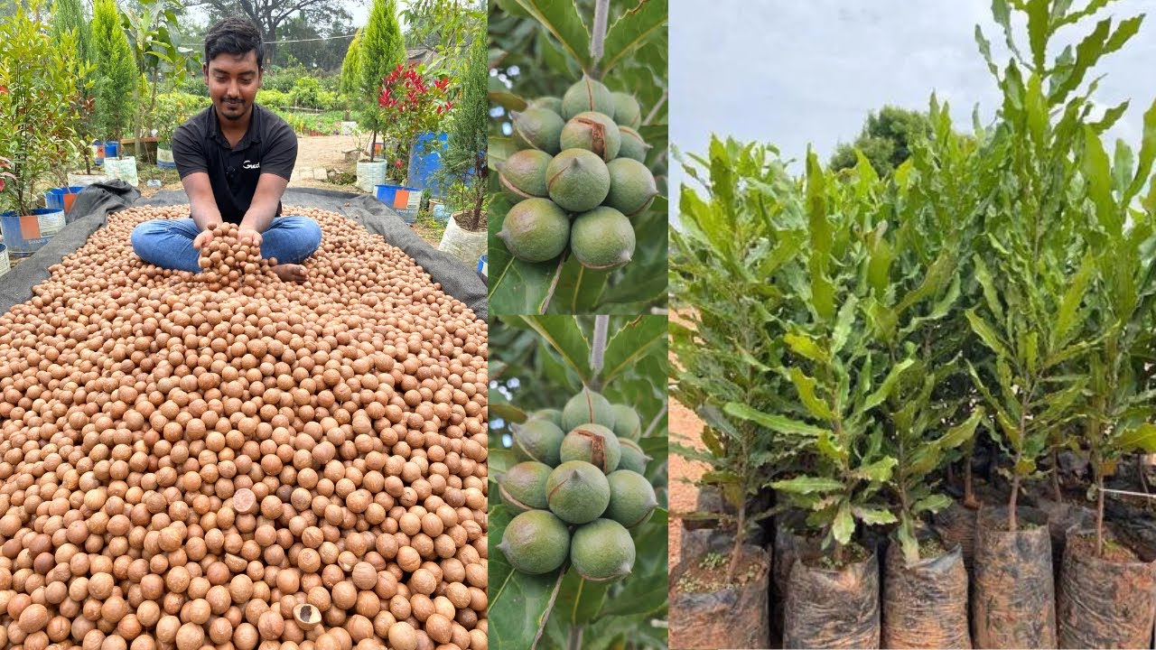 Mecademia Nuts Farming | 50,00000 Income Per Acre | 2000/- Per Kg | Most Expensive Farming In India|
