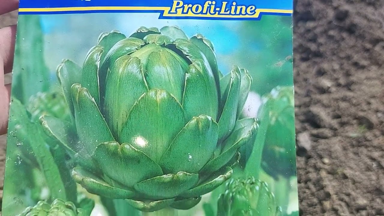 Выращивание артишоков в саду