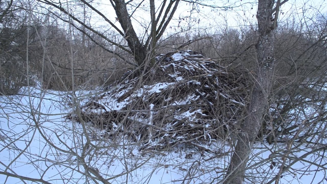Теорія вдома, практика на природі.
