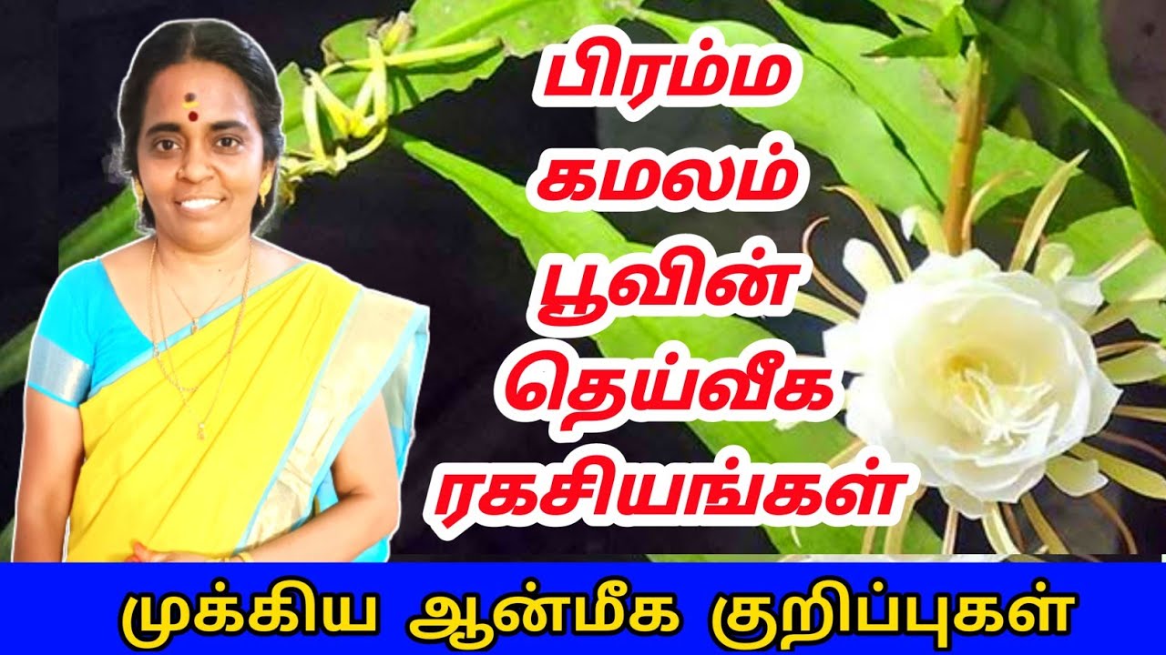 பிரம்ம கமலம் பூவின் தெய்வீக ரகசியங்கள் | bramma kamalam poo @dheiveegaragasiyangal | spiritual