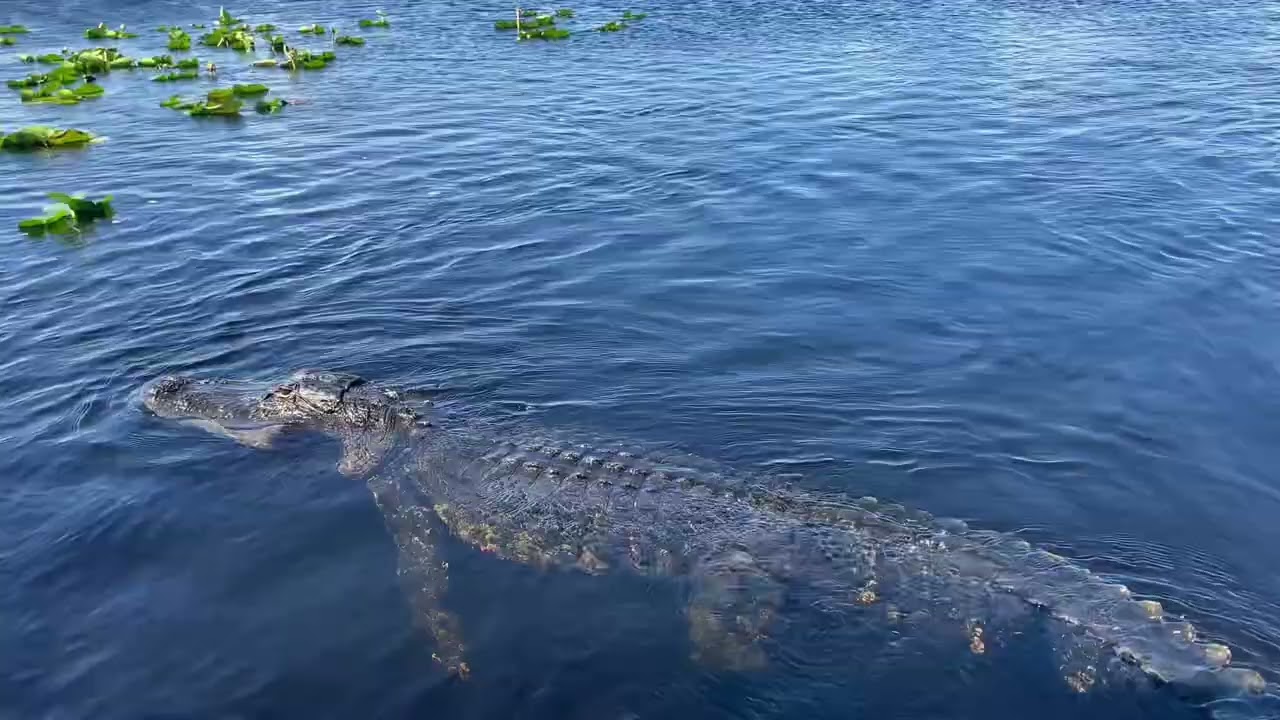Exploring The Florida Everglades - Natural Sounds 