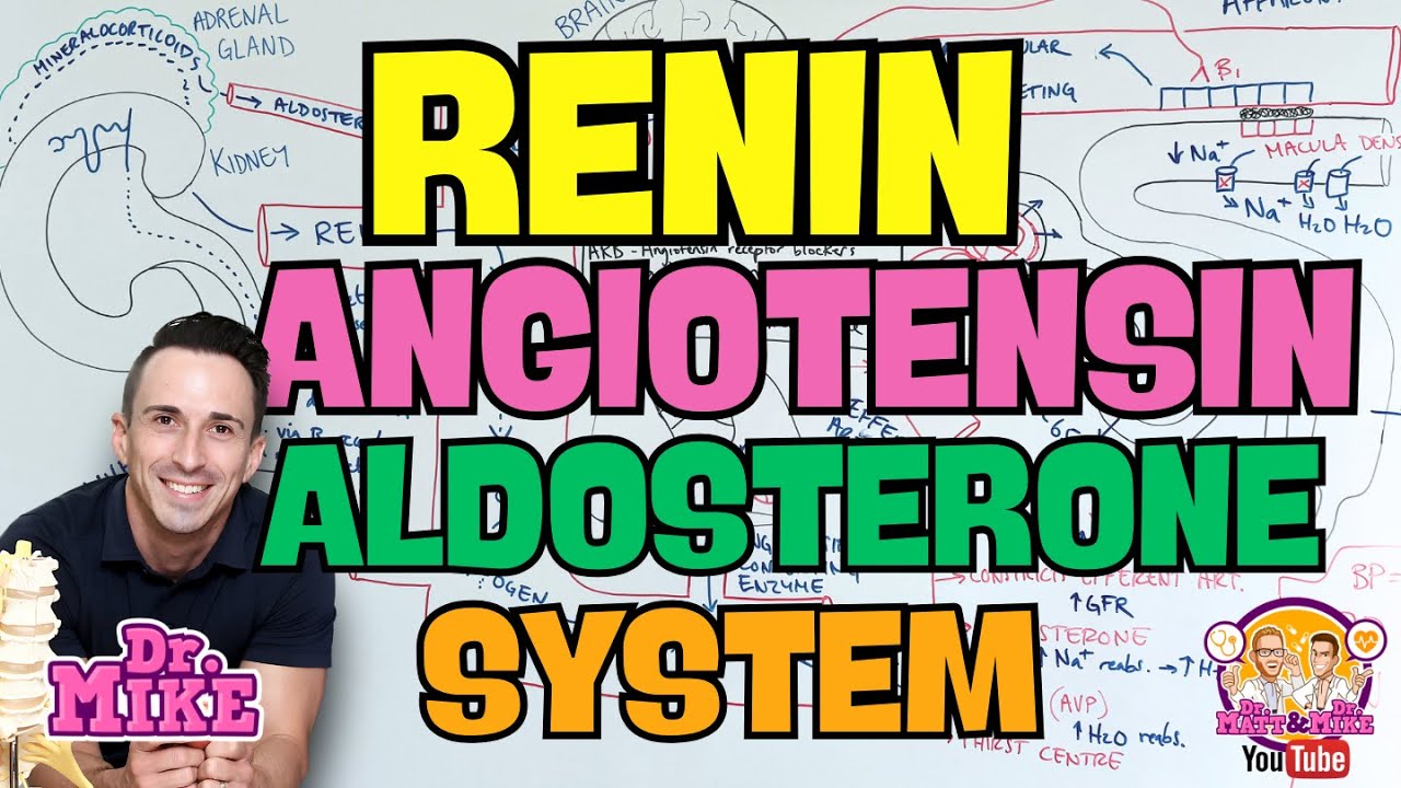 Renin Angiotensin Aldosterone System & Blood Pressure Drugs