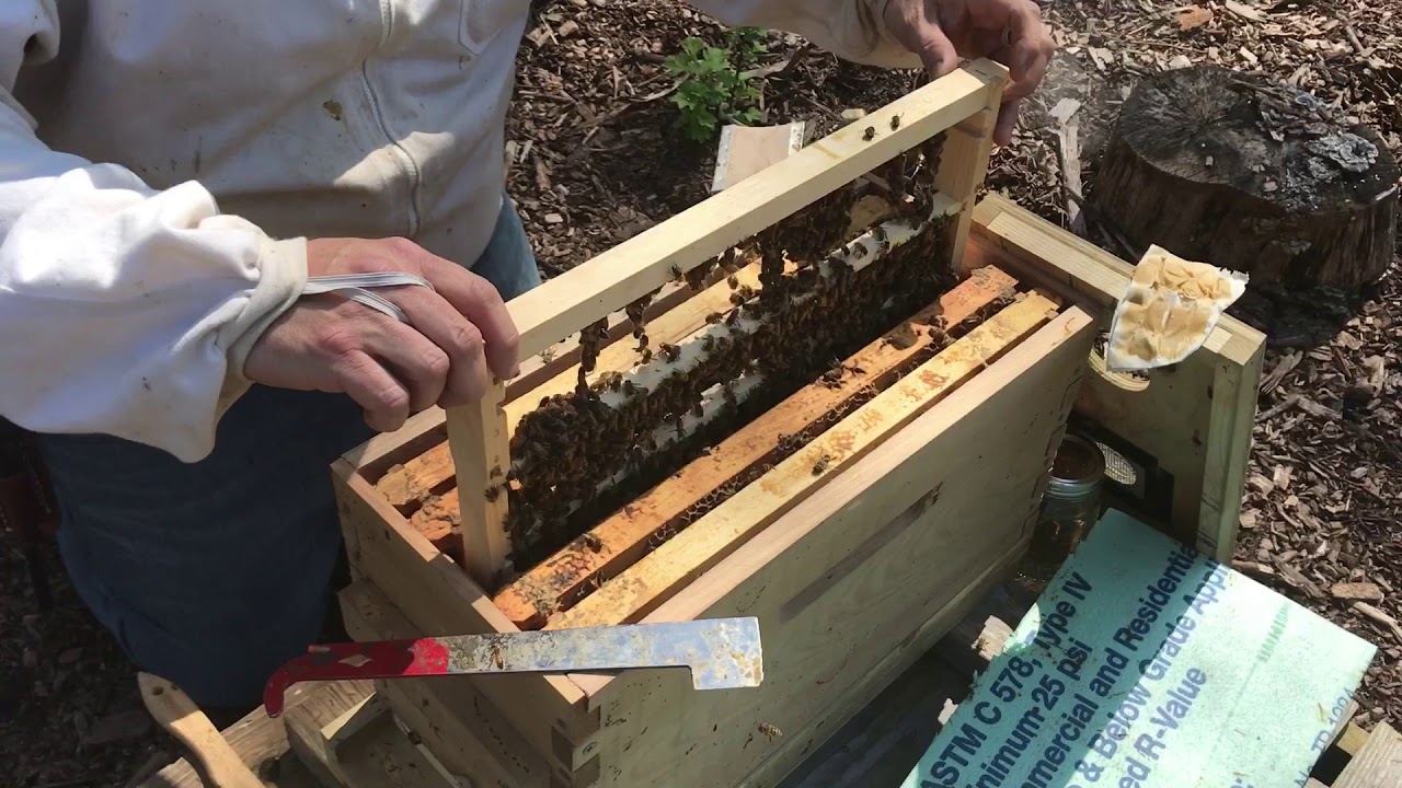 Nuc-Sized Queen Cell Starter-Take 1