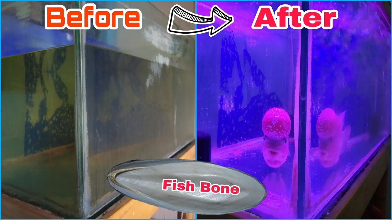 Fish Tank Cleaning with Fish Bone / step by step procedure