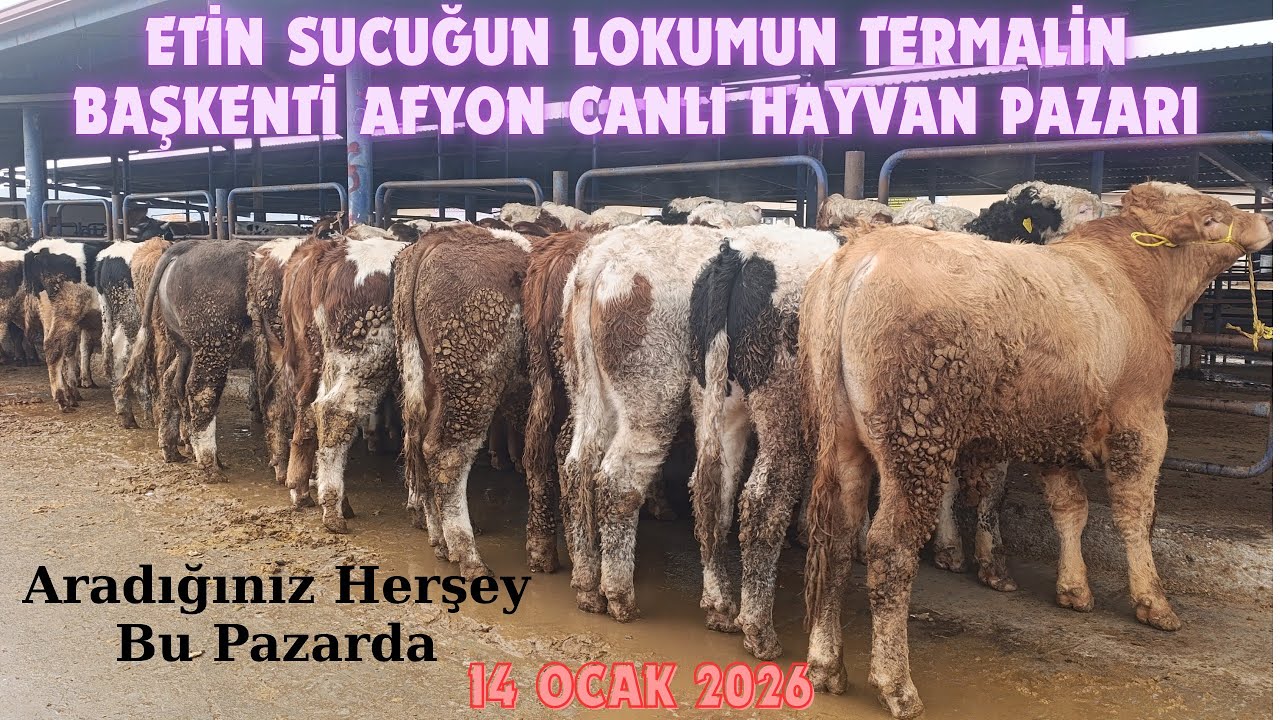 AFYON ÇAYIRBAĞ CANLI HAYVAN PAZARI 14 OCAK 2026