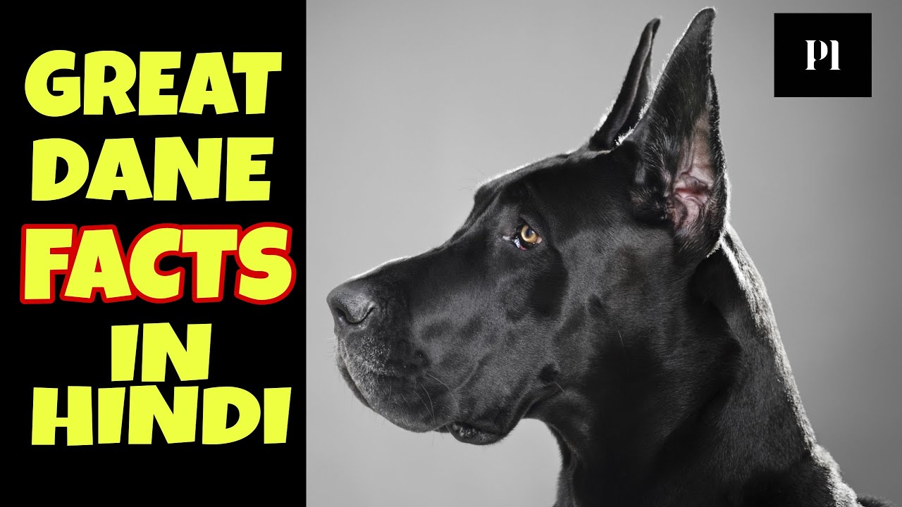 Great Dane facts that you should know before buying in Hindi | Petsinfomania.