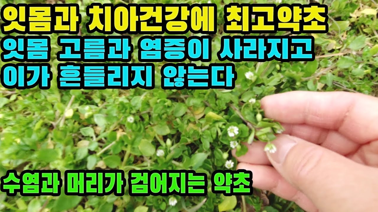 별꽃(번루)--장수의 조건인 잇몸과 치아 건강에 탁월, 수전증, 파킨슨병, 뇌질환, 치매를 예방하는 작지만 놀라운 약초