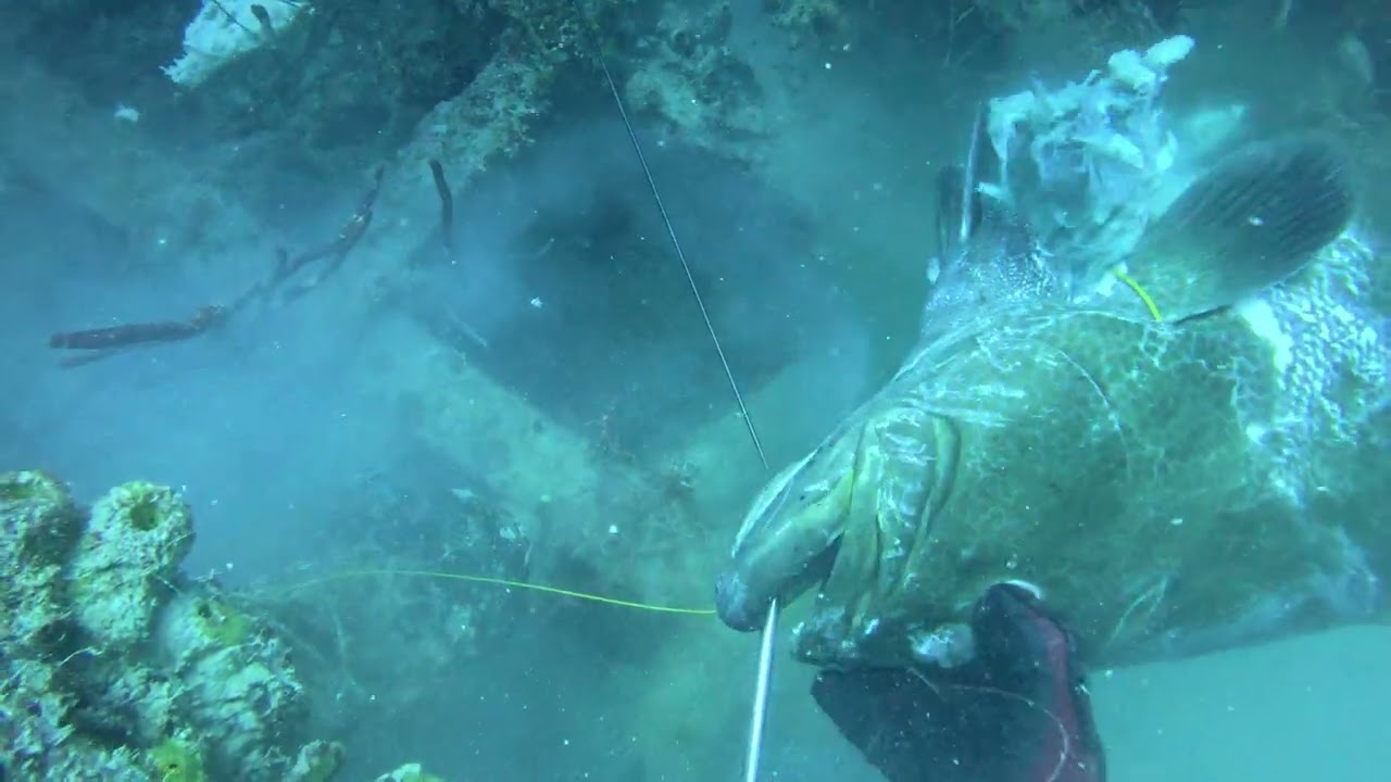GROUPER MASSACRE @ Public Rubble pile in 110ft