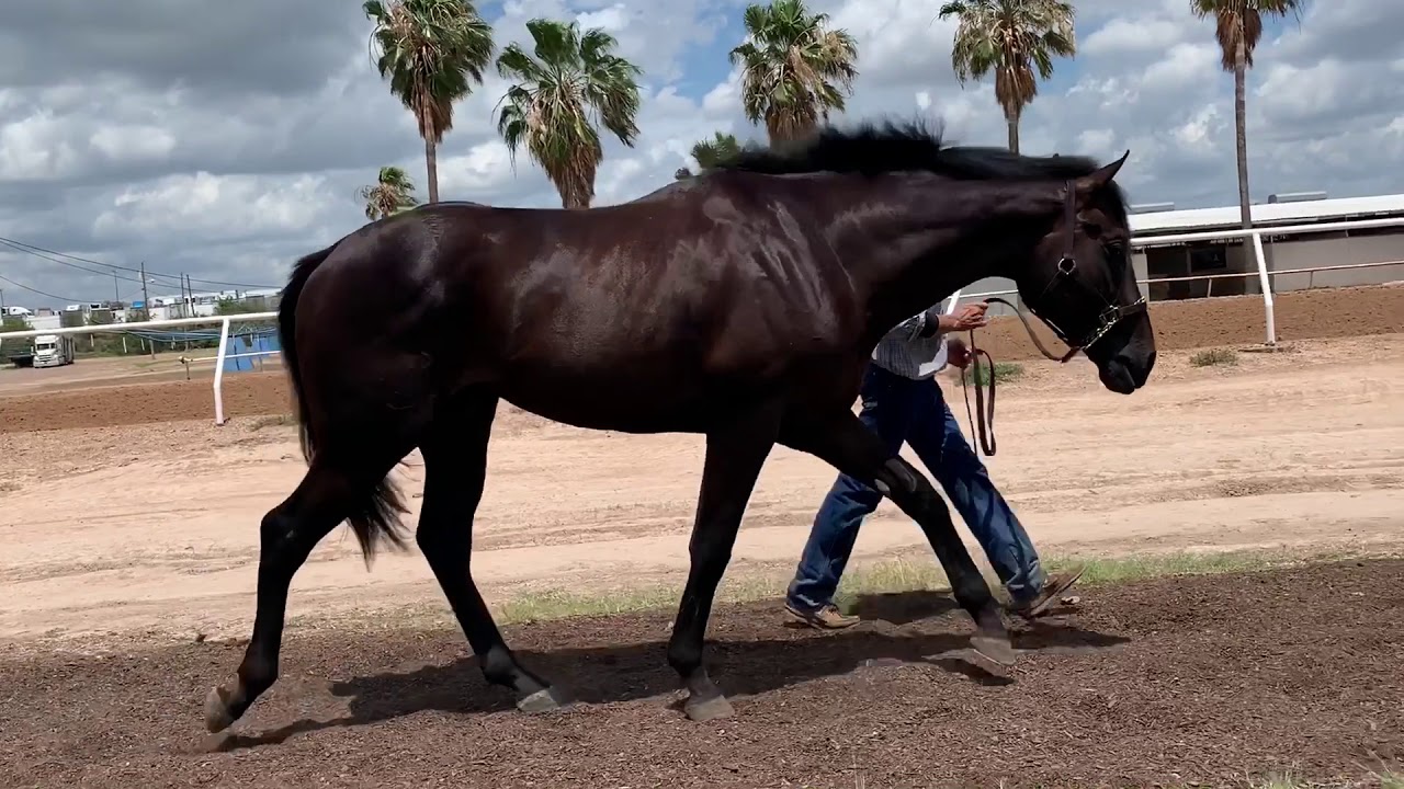 AsmussenEquine.com