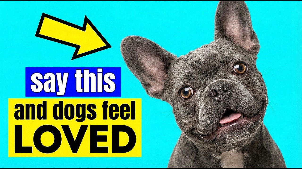 6 Magic Words Every Dog Understands (Say Them and Watch Their Tail Go Crazy!)