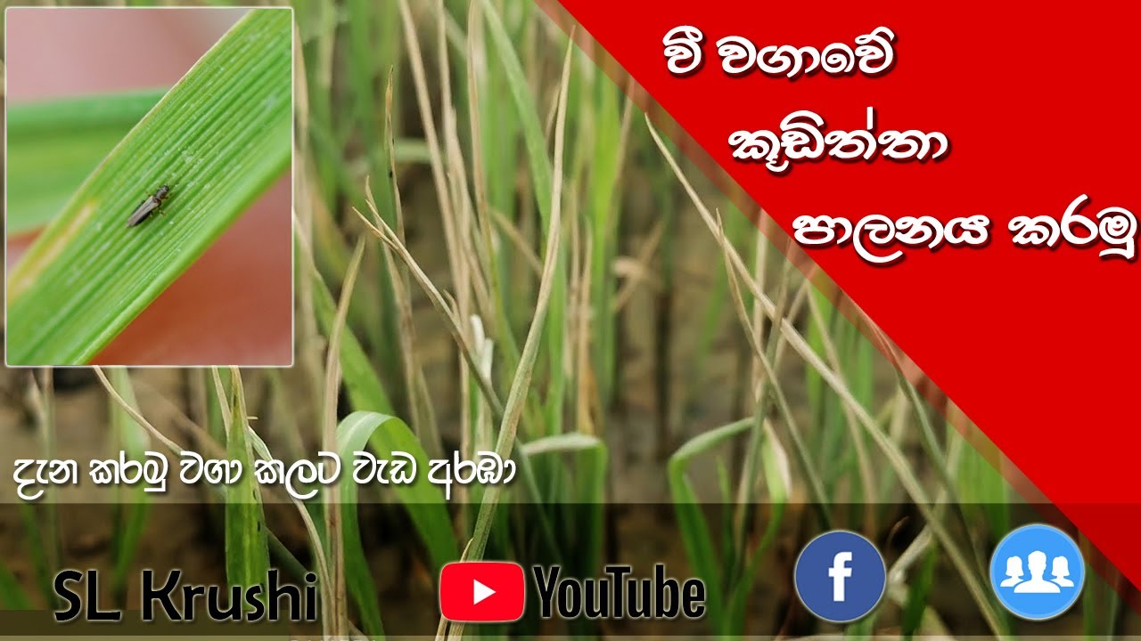 කූඩිත්තා(පැළ මැක්කා) පාලනය කරමු. ( control thrips damage )