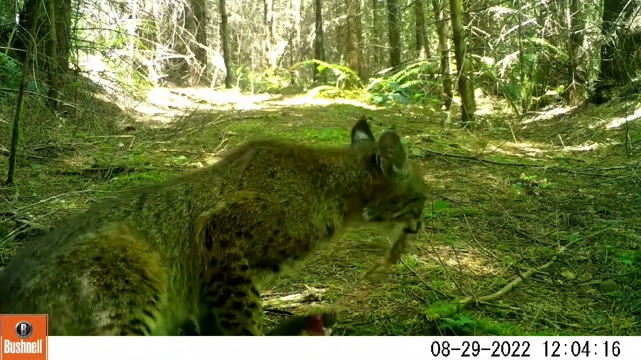 Bobcat snack